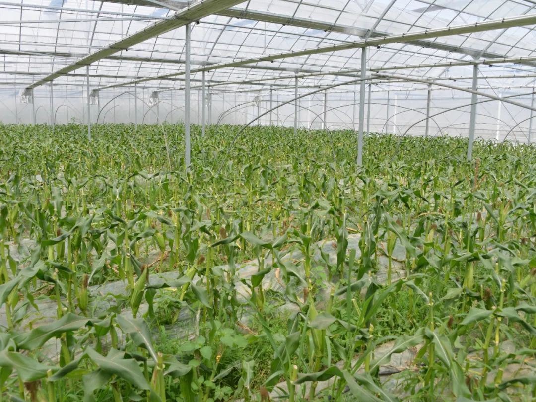 一口爆浆金山这里产的水果玉米糖度竟超过西甜瓜