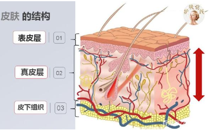 指皮结构模式图图片