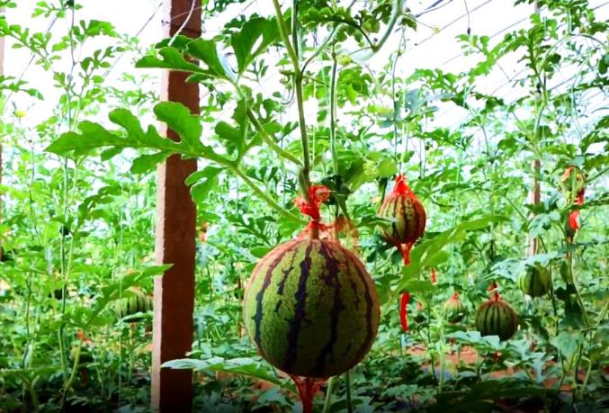 神木温室大棚瓜果飘香采摘正当时