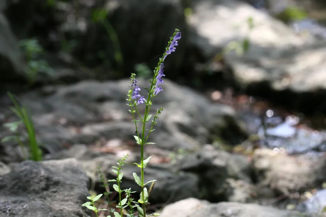 上海植物園它的大名是半枝蓮(scutellaria barbata),是唇形科黃芩屬