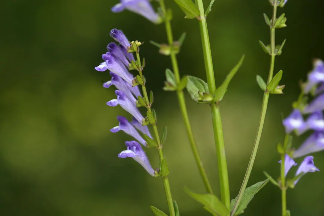 它的大名是半枝莲(scutellaria barbata),是唇形科黄芩属多年生草本.