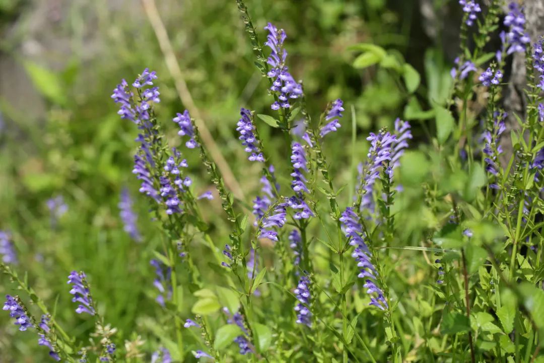 知道吗?河边的牙刷草开出了花