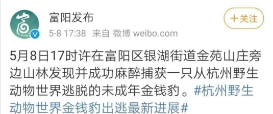 突发！野生动物世界3只金钱豹外逃！2只已被抓回...