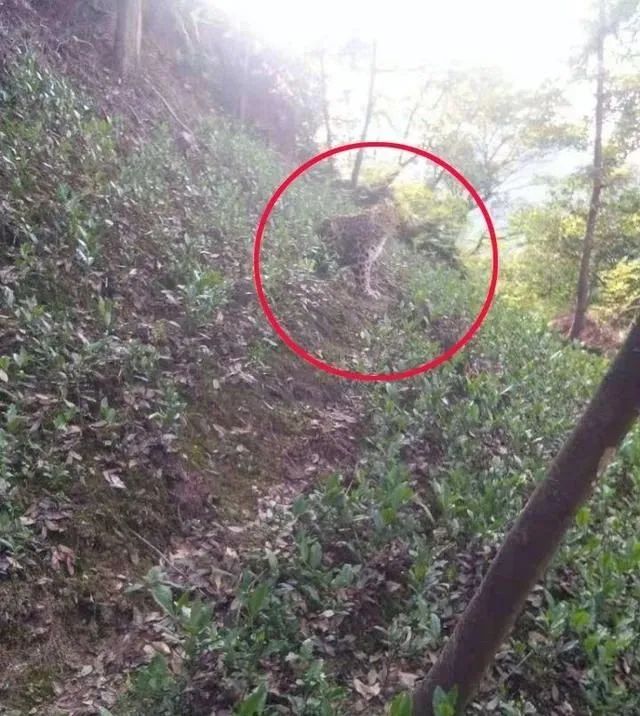 突发！野生动物世界3只金钱豹外逃！2只已被抓回...