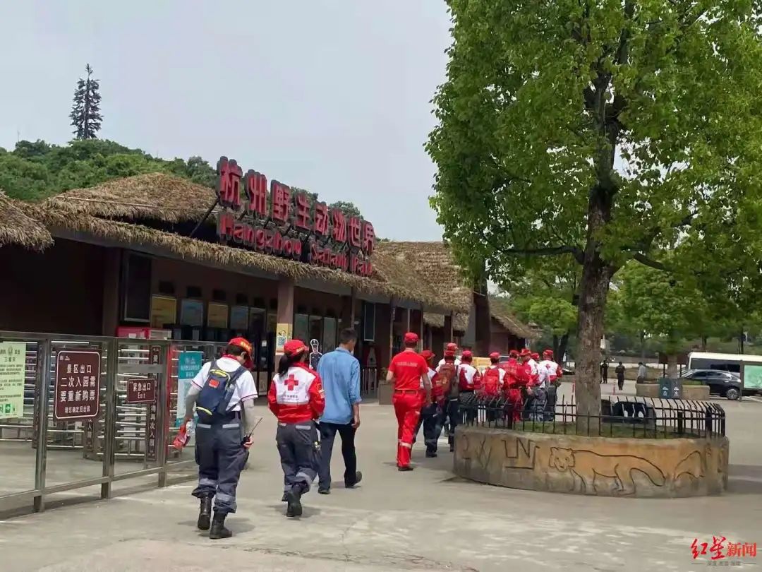 突发！野生动物世界3只金钱豹外逃！2只已被抓回...