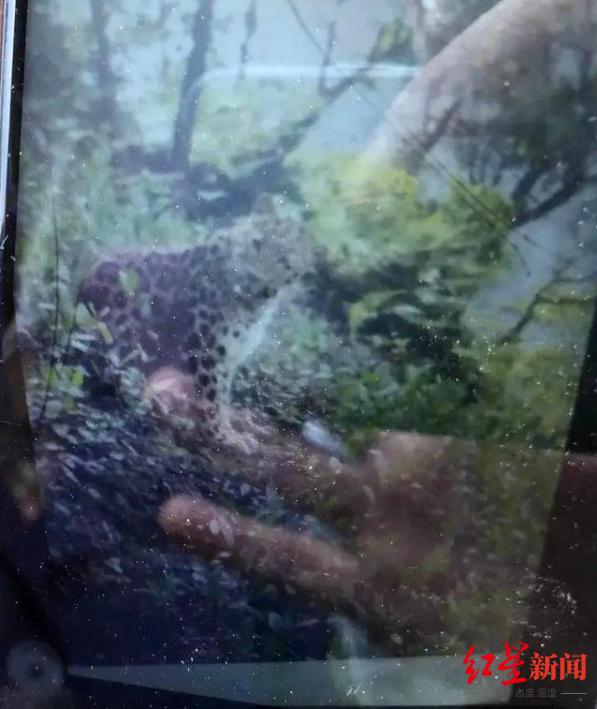 突发！野生动物世界3只金钱豹外逃！2只已被抓回...