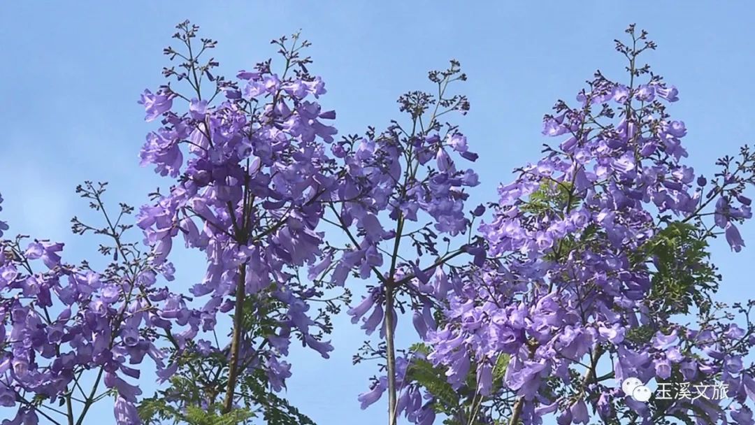 昆明女聲梁平毛詩奇藍花楹