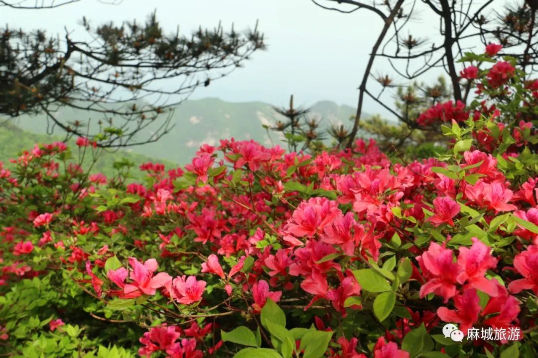 龜峰山杜鵑花最佳賞花期雖然每年五一期間2021-05-08 11:30麻城市旅遊