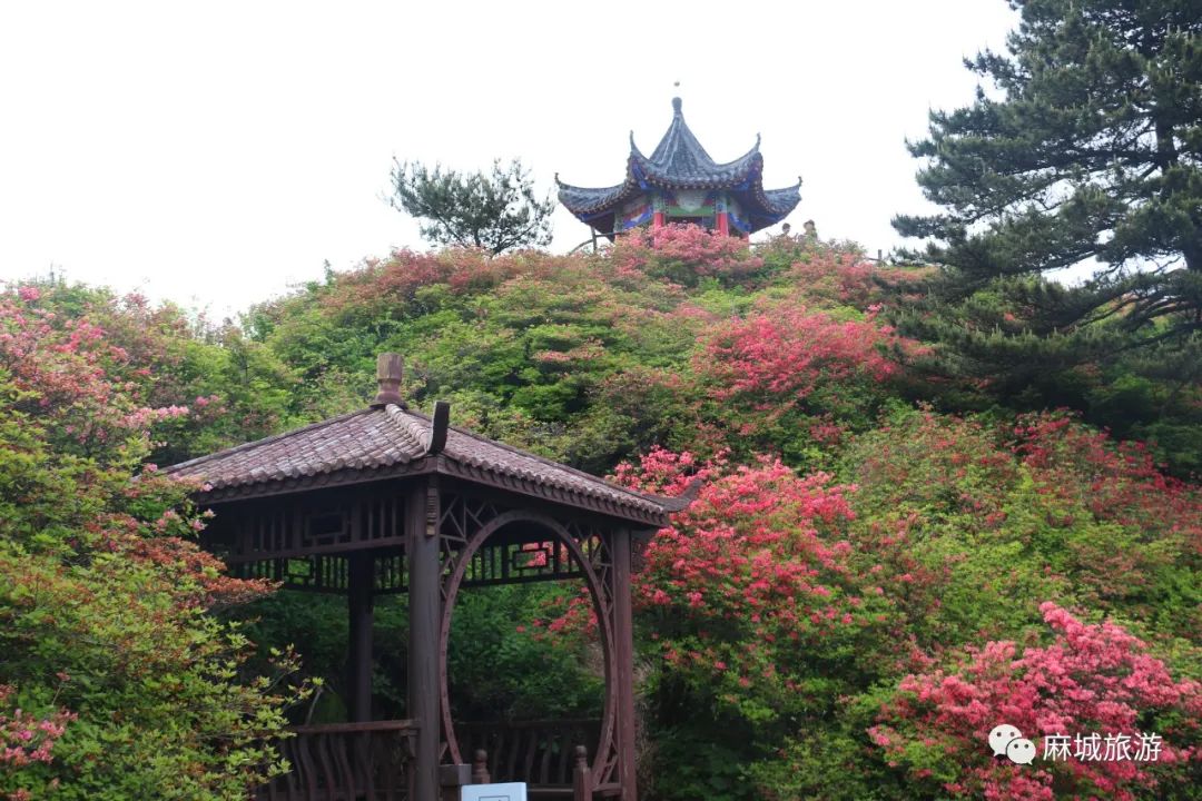 杜鹃花最佳赏花期虽然每年五一期间2021-05-08 11:30麻城市旅游局官方