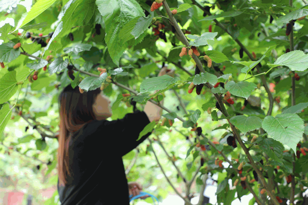 舌尖上的桑葚如期而至!约起,采摘去
