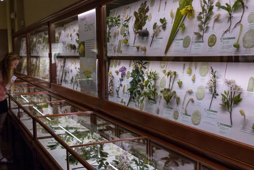 在哈佛自然博物馆的展室里,有几千件玻璃制成,栩栩如生的"植物标本".