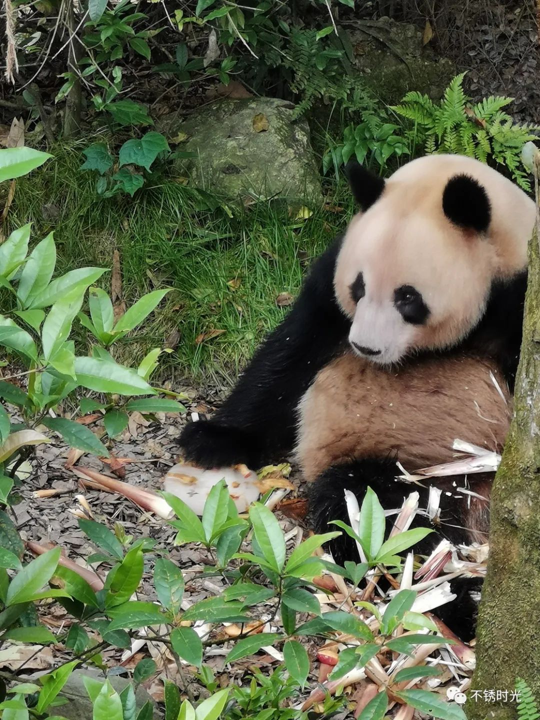 藏山熊猫图片