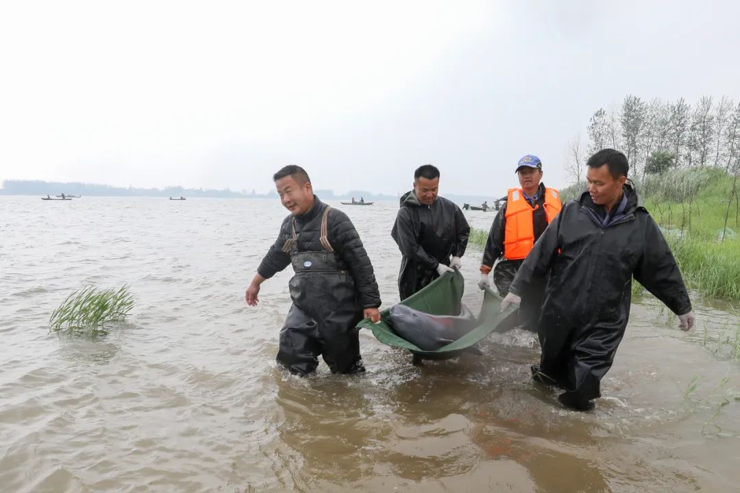 給長江江豚做體檢是什麼體驗?