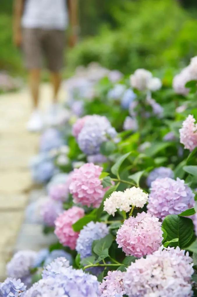 一语总结:品种繁多,花海很大成都植物园一朵朵无尽夏开得饱满而丰盈