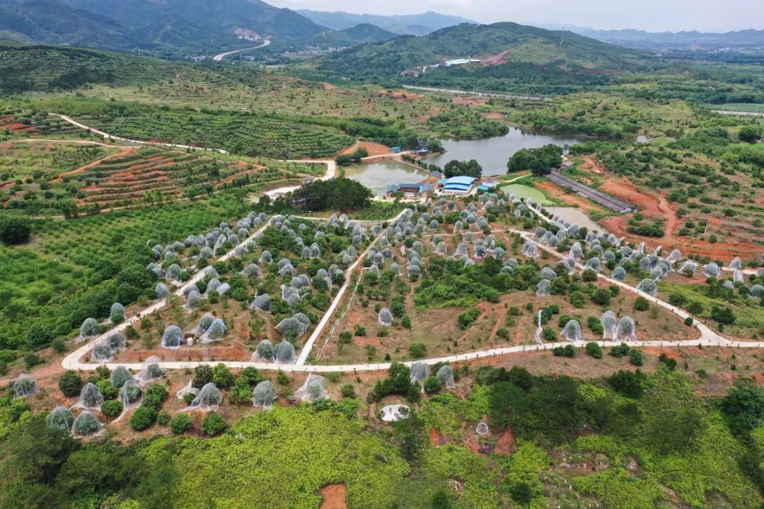 始兴3万多亩杨梅喜获丰收