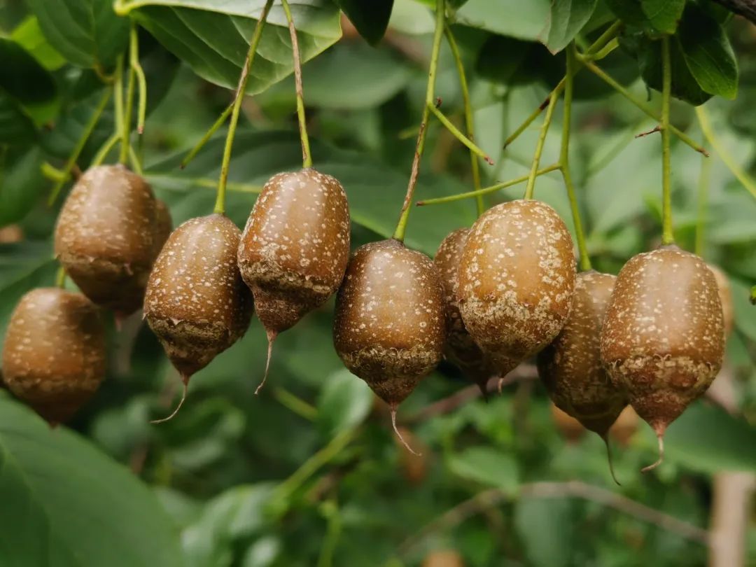 光棍树猴面包树周末来植物园探索神奇的植物世界