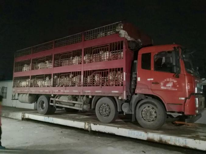 我为群众办实事八卖羊