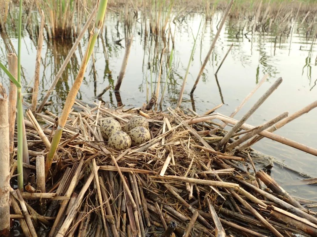 如果鸟筑巢的能力有段位