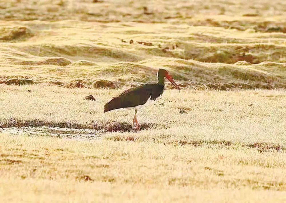 "鸟中国宝"黑鹳 现身蒙旗草原