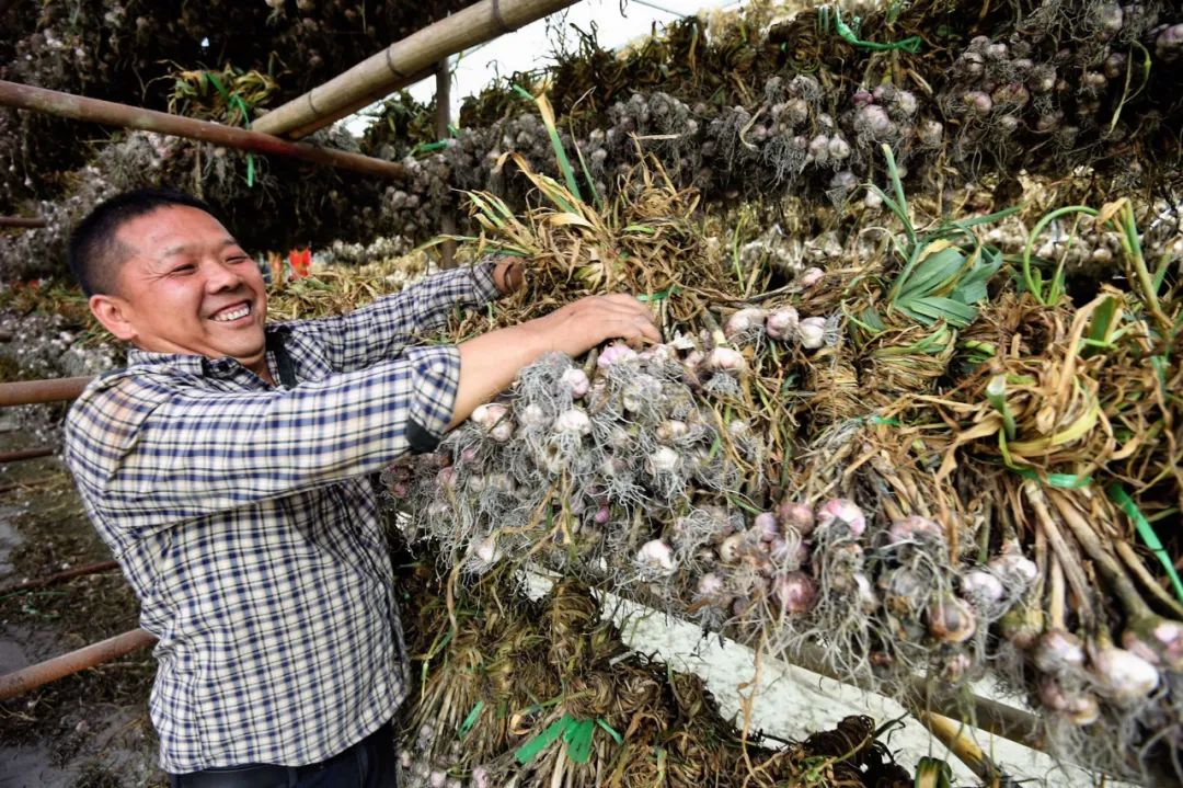 图@梁波 蒜农们穿梭在田间和蒜架之间 把捆好的大蒜放在蒜架上晾晒