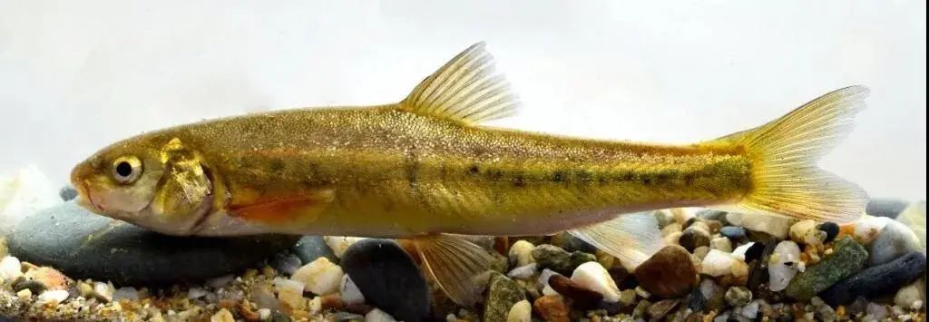 cop15怒江中下游部分特有鱼类的分布区扩大