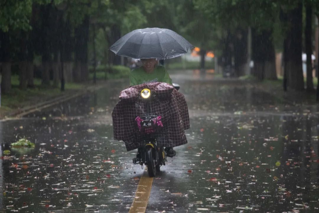 风雨飘摇中挣扎的图片图片