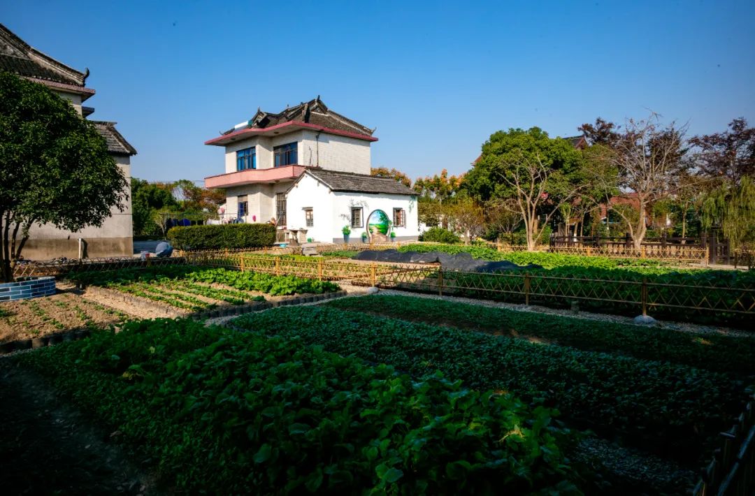 破茧成蝶赵巷镇这个村正演绎着美丽的嬗变