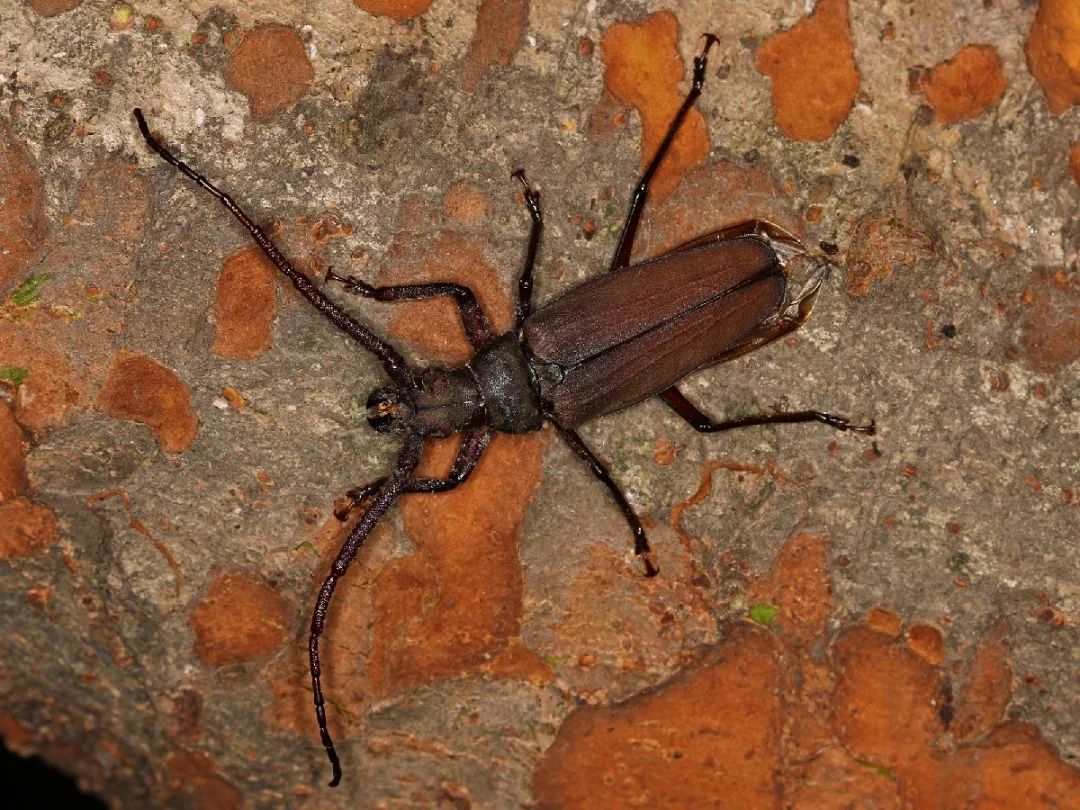 这些天牛里有没有你的夏日回忆