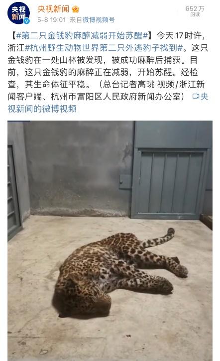 出逃金钱豹被搜救犬下"死口"?不,这不科学