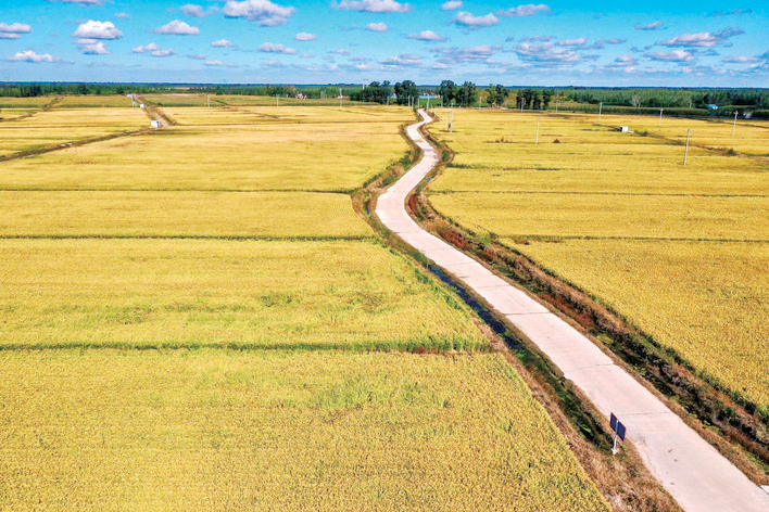 吉林省長春市九臺區的黑土地,鋪滿金色的稻田(資料照片).