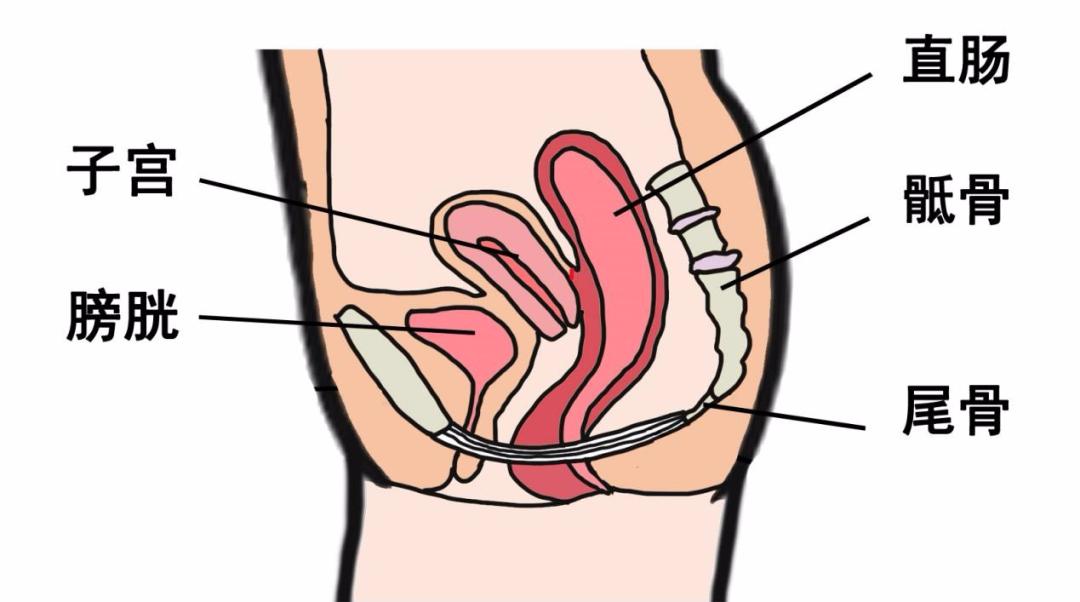 孕育生命先從瞭解這裡開始女性骨盆篇