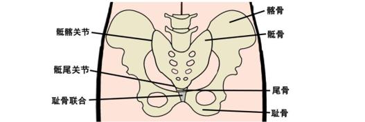 骨盆有兩對重要的韌帶,包括骶骨,尾骨與坐骨結節間的骶結節韌帶和骶骨