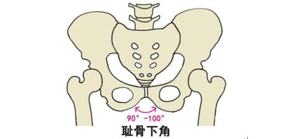 女性骨盆特点骨盆有两对重要的韧带,包括骶骨,尾骨与坐骨结节间的骶