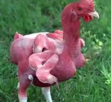 那些年我们相信过的美食都市传说