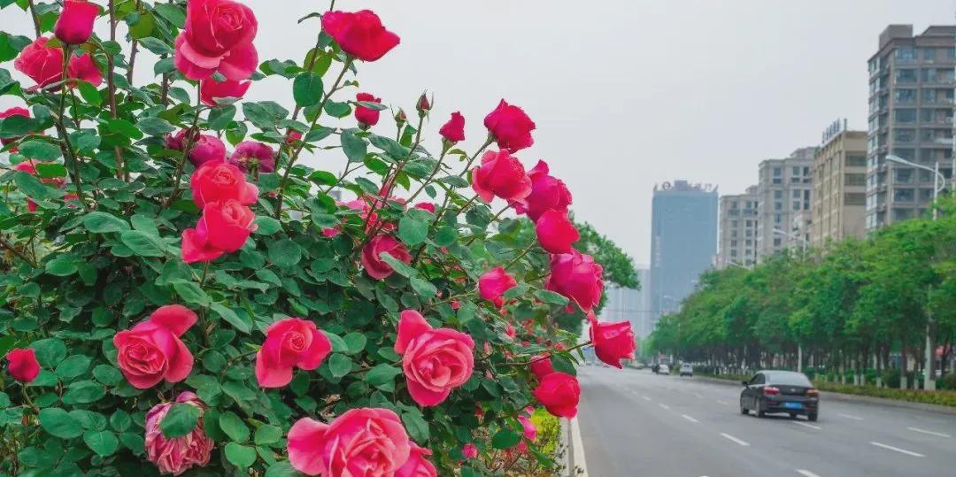 商丘月季花开香满城