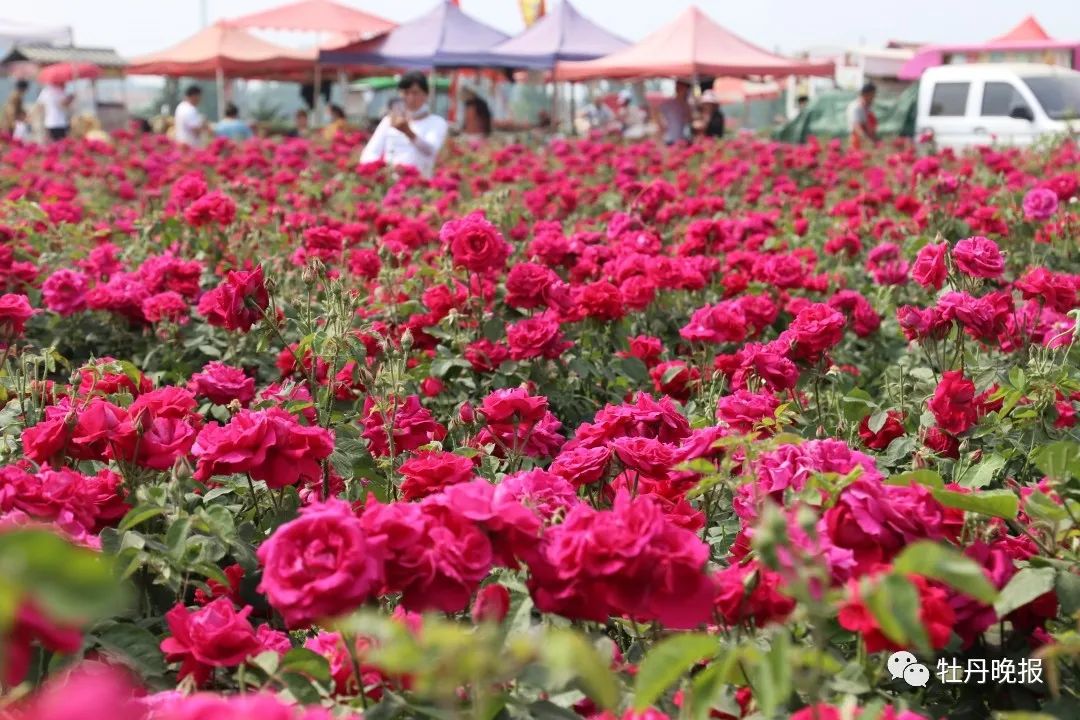 126万亩玫瑰竞相开放菏泽这个地方让人陶醉