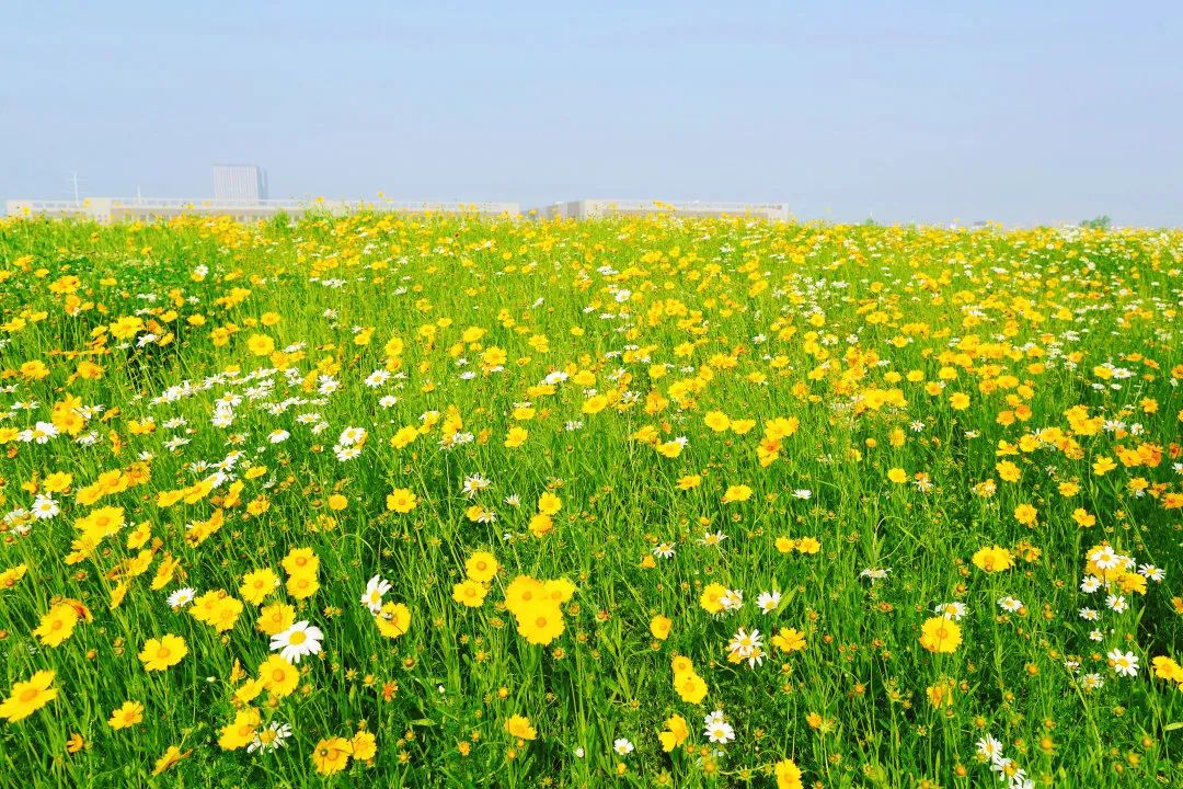 紫粉黃白無錫花海太驚豔