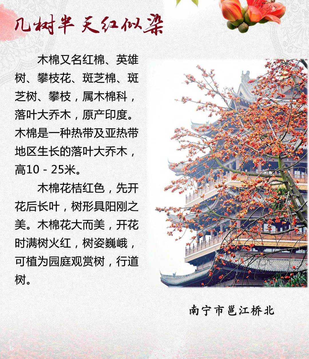 木棉花的名字图片