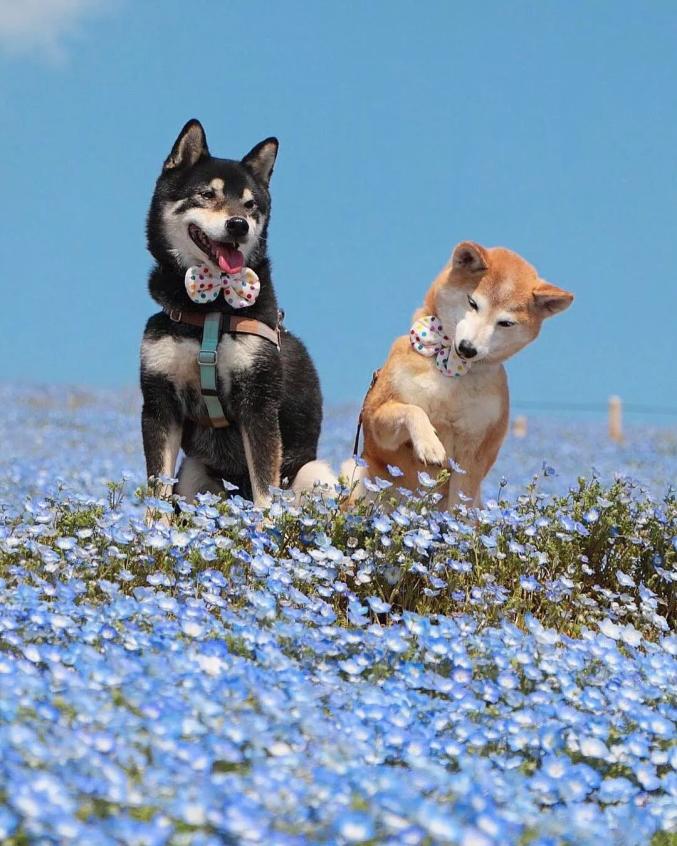 樱花树下的柴犬兄妹照下辈子我还做你的哥哥