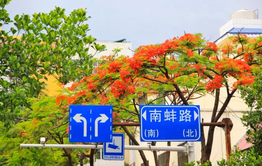 凤凰花开灼灼其华芒市最佳打卡位置在