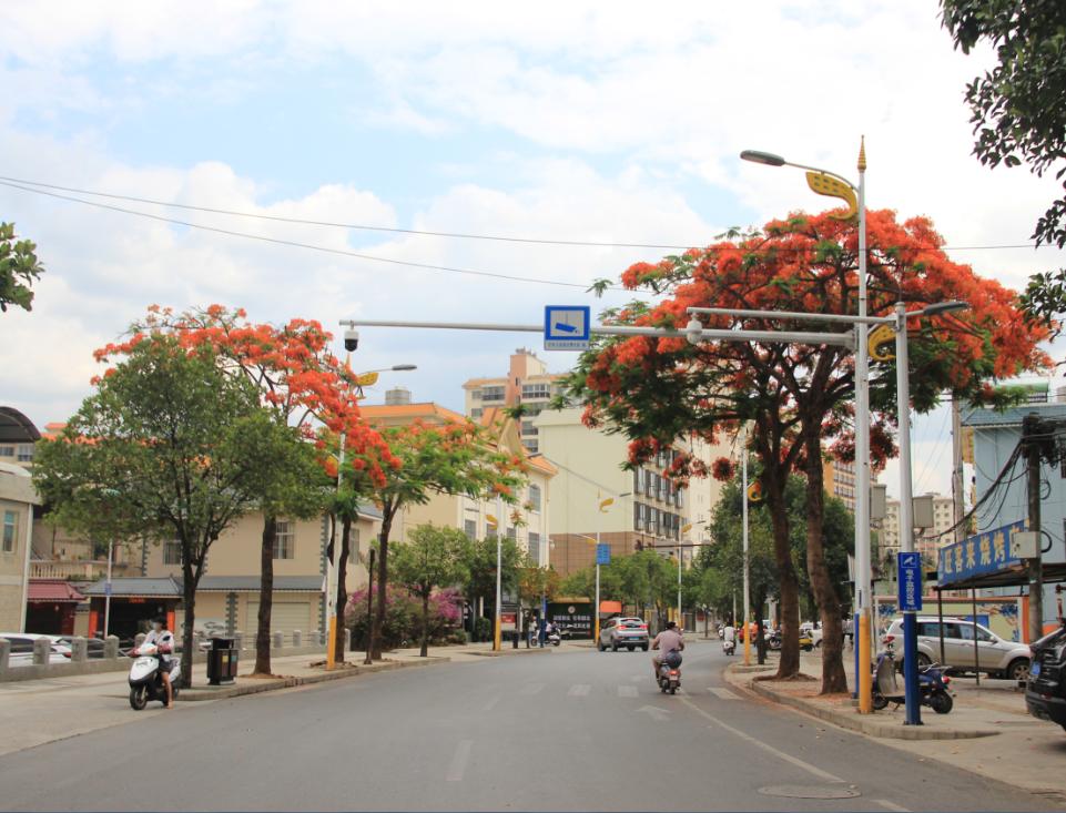 凤凰花开灼灼其华芒市最佳打卡位置在