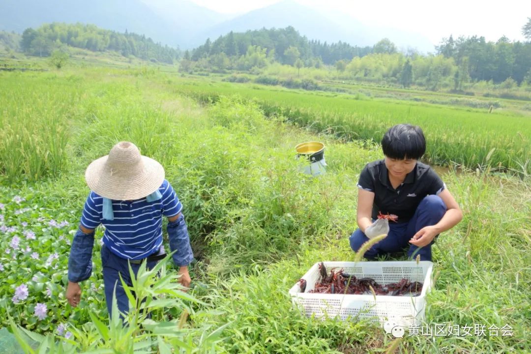 【巾帼风采】“虾王”巧念致富经