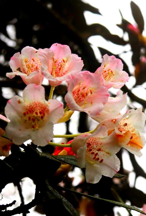 5.22相约金秀圣堂山杜鹃花旅游文化节!