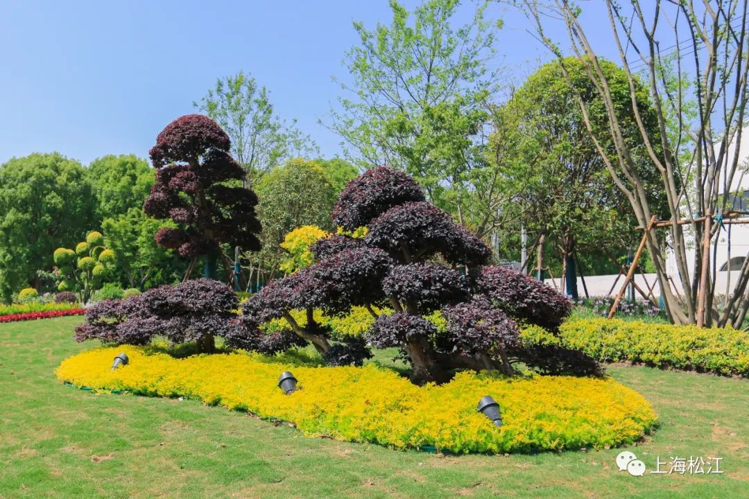 免费松江这个开放式公园来了一群长颈鹿火烈鸟还有