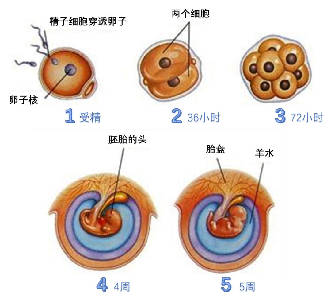 返朴图2受精卵形成并分化为胚胎和胎盘的过程丨来源http://www