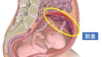 为了模拟胎盘发育，他们让干细胞“怀上了”