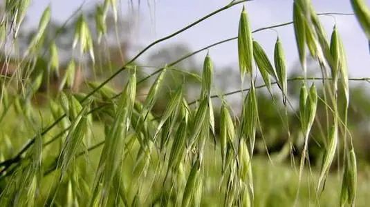 燕麦有哪些好处