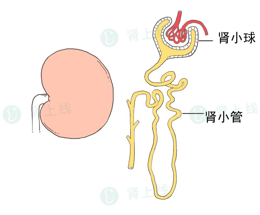 肾小管简图图片