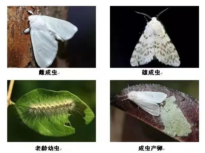 飞蛾品种图鉴白色图片