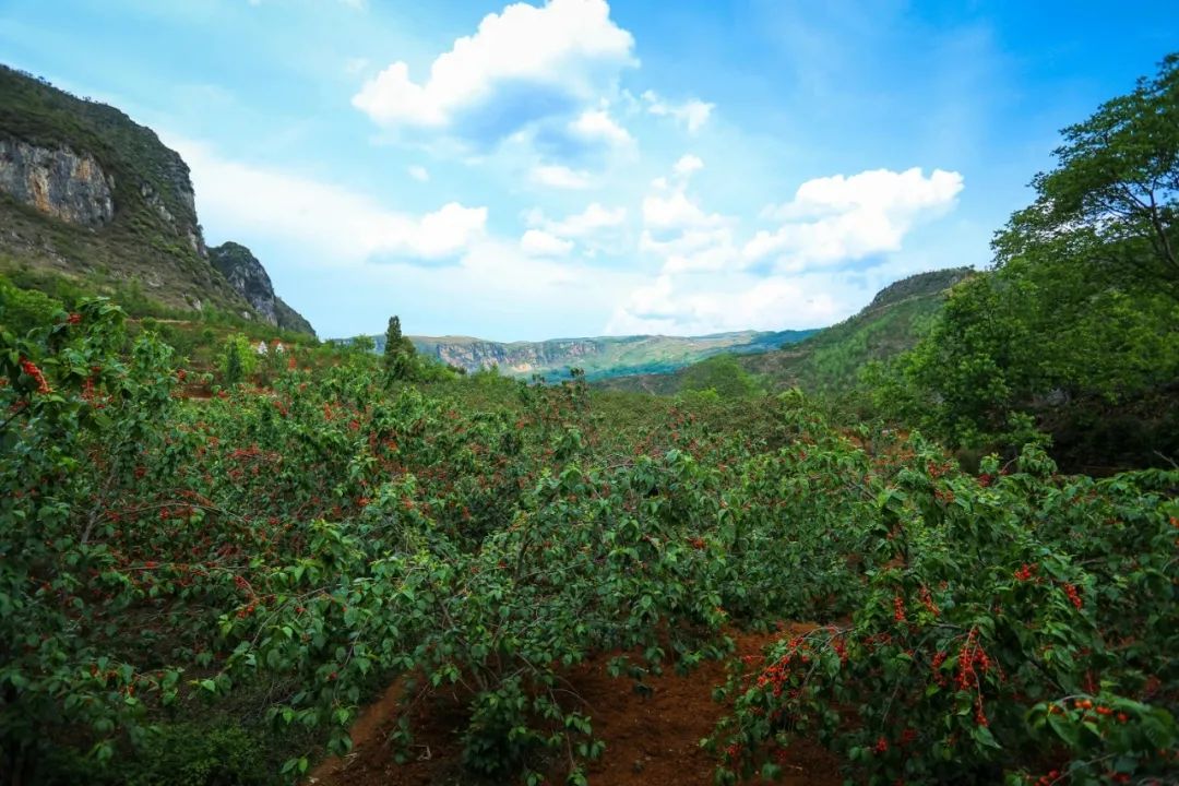 咱村的小康故事39龙河村小小樱桃美了生态富了民